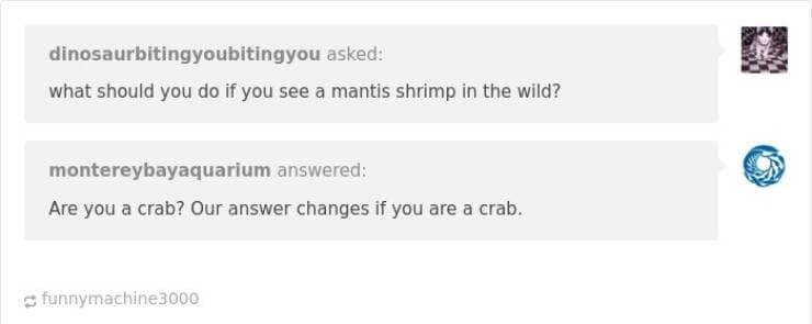 funny Tumblr replies.