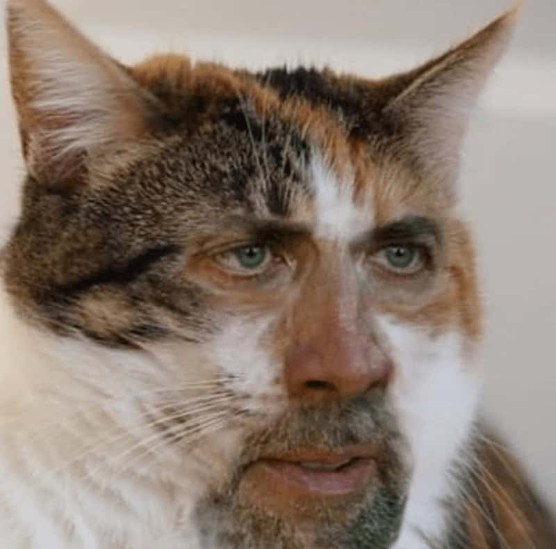 Nicholas cage memes. Nicholas cage cat