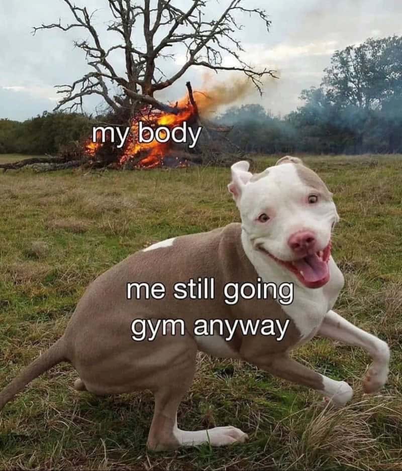 workout memes, gym memes, fitness humor, gym jokes, exercise laughter, exercise memes, fitness funnies, workout humor