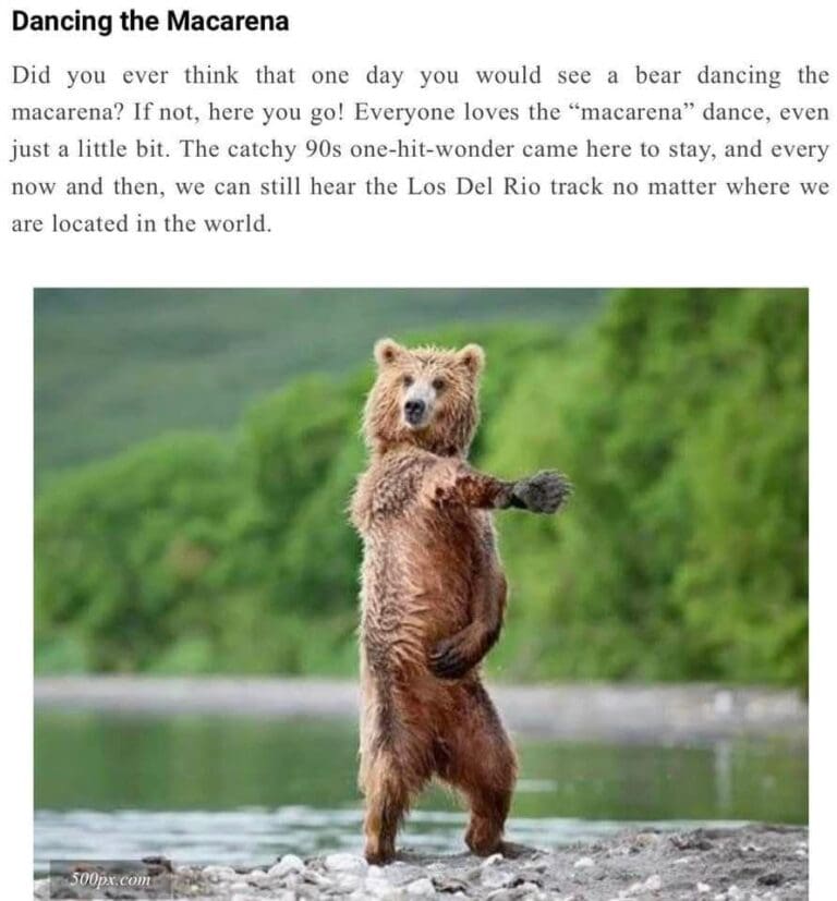 40 Bear-Themed Memes for Those Who Can’t Get Enough of These Furry Giants
