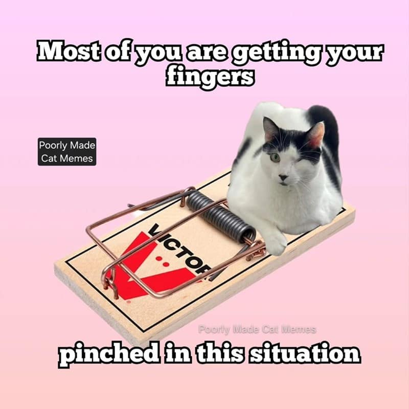 cat memes, motivational cats, feline memes, uplifting cat humor, cat motivation