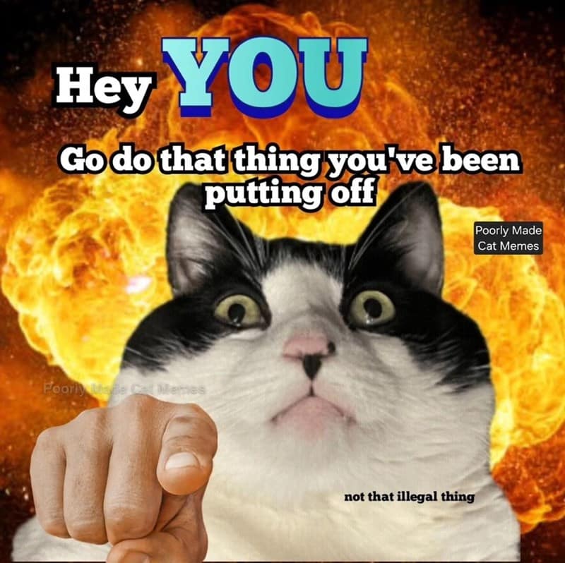 cat memes, motivational cats, feline memes, uplifting cat humor, cat motivation