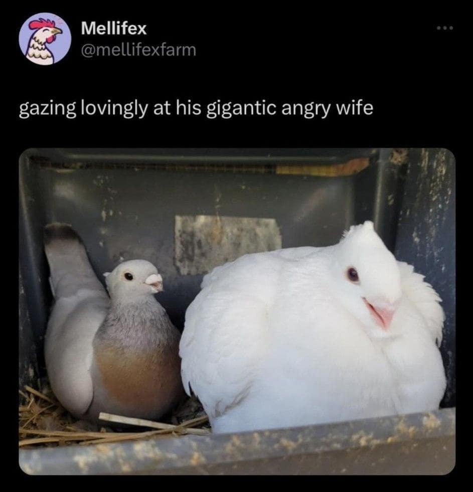 classic memes, vintage memes, viral tweets, Timeless Online Humor, Iconic Internet Moments, Enduring Online Trends, Legendary Social Media Posts