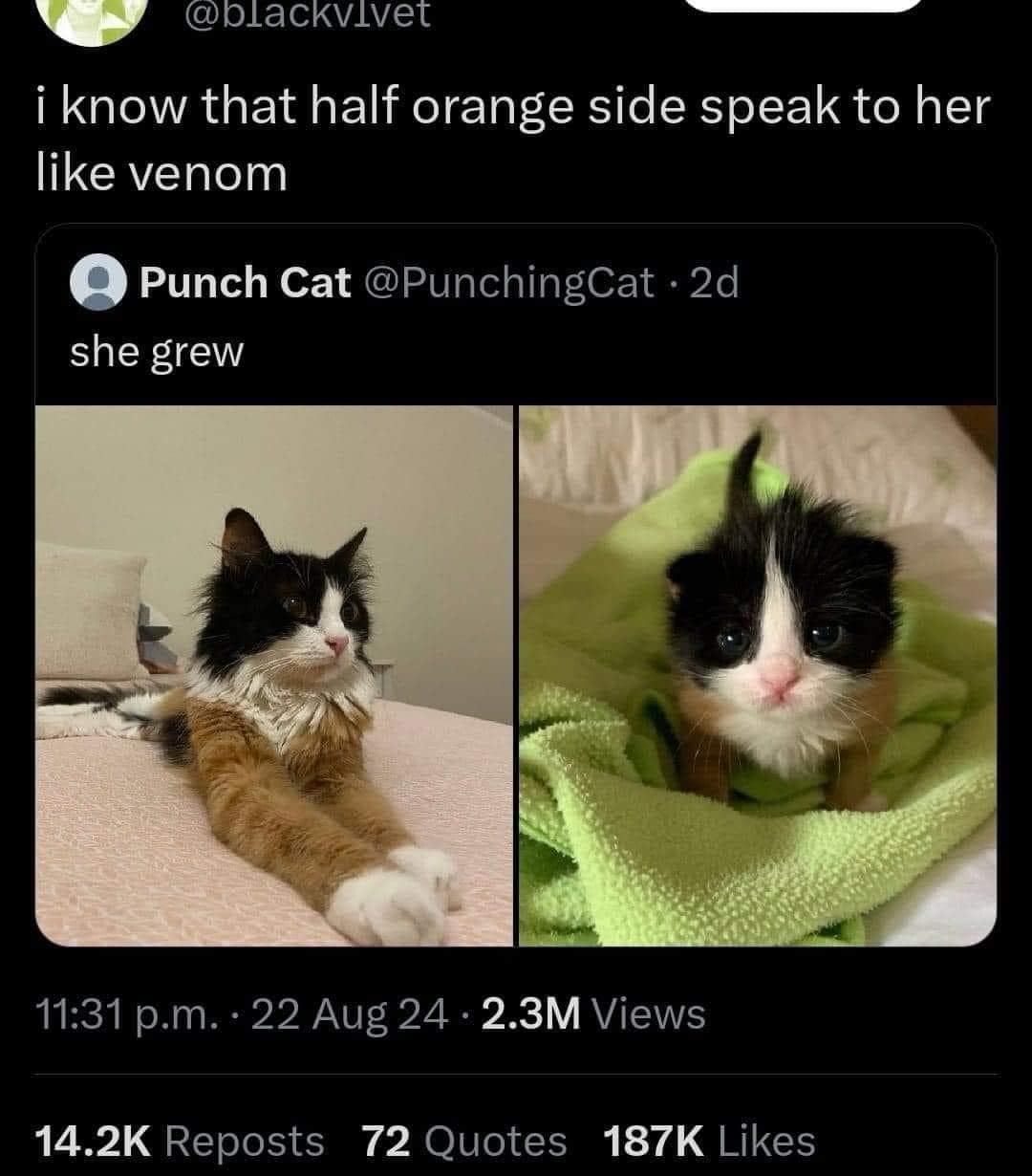 classic memes, vintage memes, viral tweets, Funny Throwback Memes, Iconic Viral Tweets, Nostalgic Internet Moments, Timeless Memes