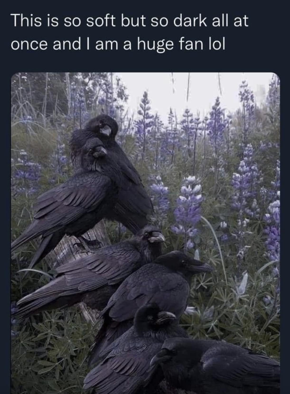 meme dump, funny memes, hilarious memes, weekly memes, Sunday meme madness, laugh break memes, meme collection, meme roundup, meme bonanza