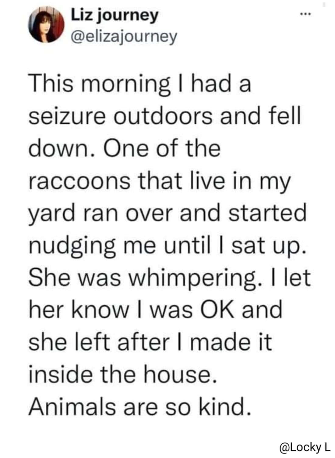 This morning I had a seizure outdoors and fell down. One of the raccoons that live in my yard ran over and started nudging me until I sat up. She was whimpering. I let her know I was OK and she left after I made it inside the house. Animals are so kind.