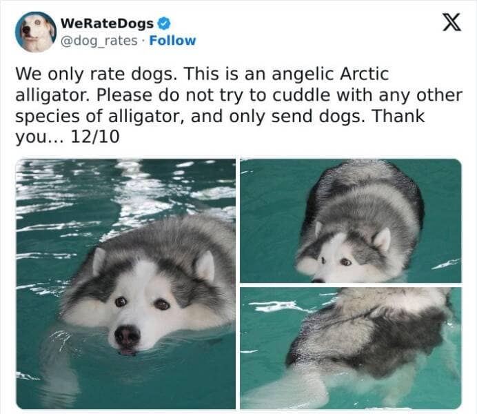 weratedogs, Wholesome memes, Dog humor