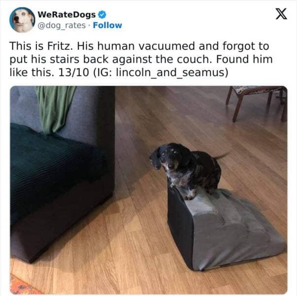 weratedogs, Wholesome memes, Dog humor