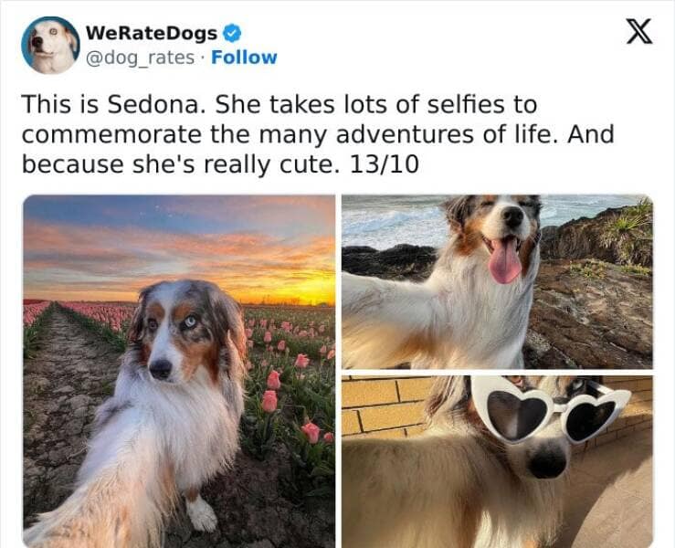 weratedogs, Wholesome memes, Dog humor
