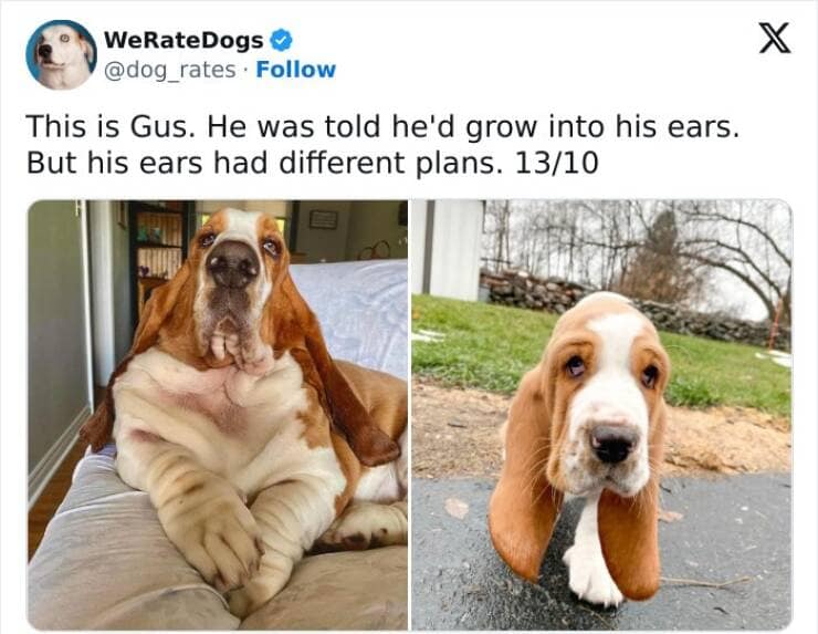 weratedogs, Wholesome memes, Dog humor