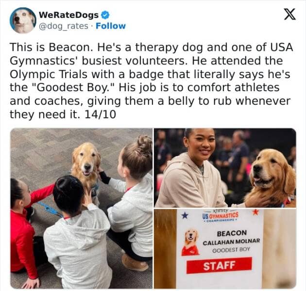 weratedogs, Wholesome memes, Dog humor