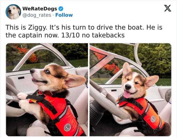 weratedogs, Wholesome memes, Dog humor
