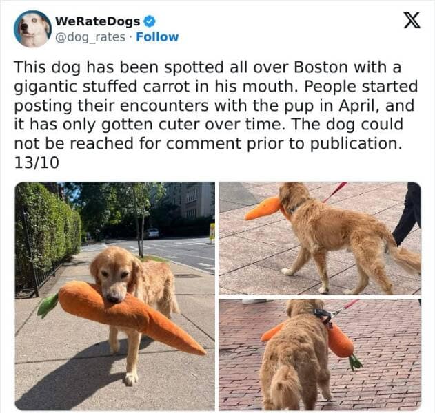 weratedogs, Wholesome memes, Dog humor