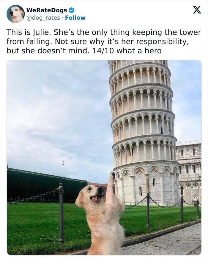 weratedogs, Wholesome memes, Dog humor