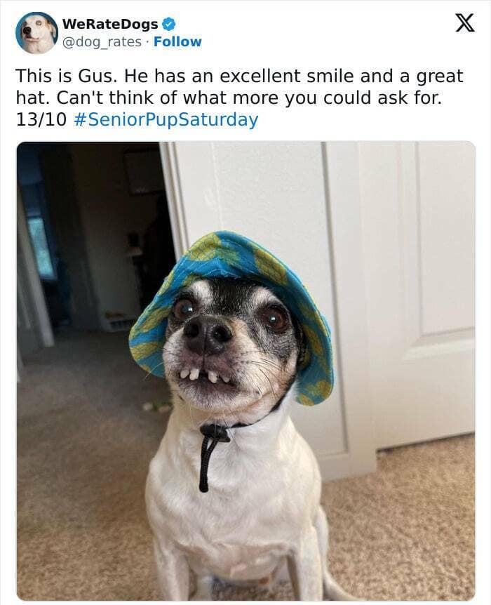 weratedogs, Wholesome memes, Dog humor