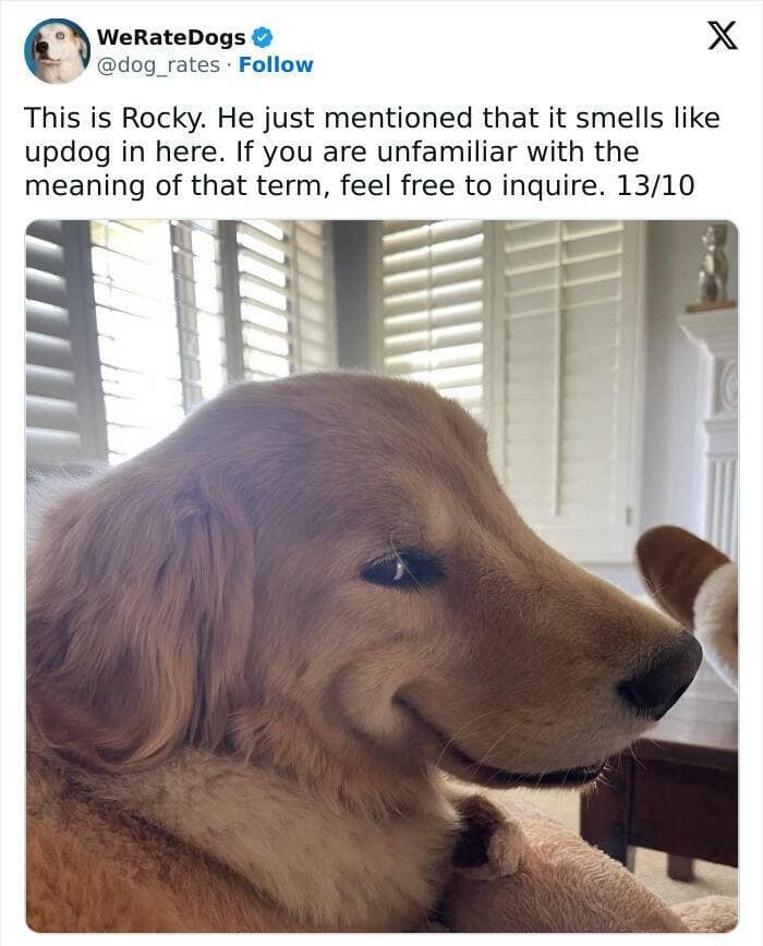 weratedogs, Wholesome memes, Dog humor
