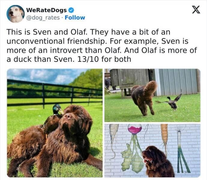 weratedogs, Wholesome memes, Dog humor