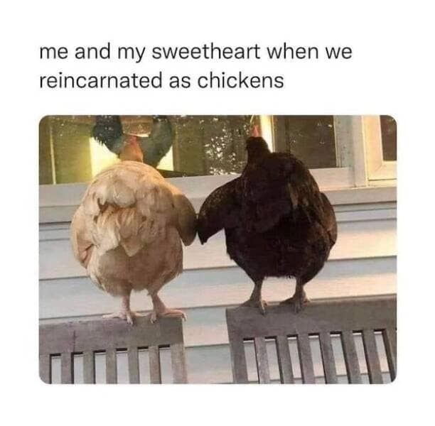 wholesome memes, heartwarming images, uplifting memes, feel-good memes, touching pictures, heartening photos, positive memes, happy memes, inspiring memes, motivational memes