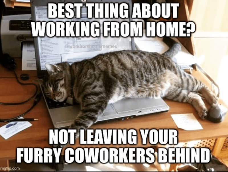 work from home memes, remote work humor, hybrid work memes, WFH jokes, remote work funnies, hybrid work laughs, work from home humor