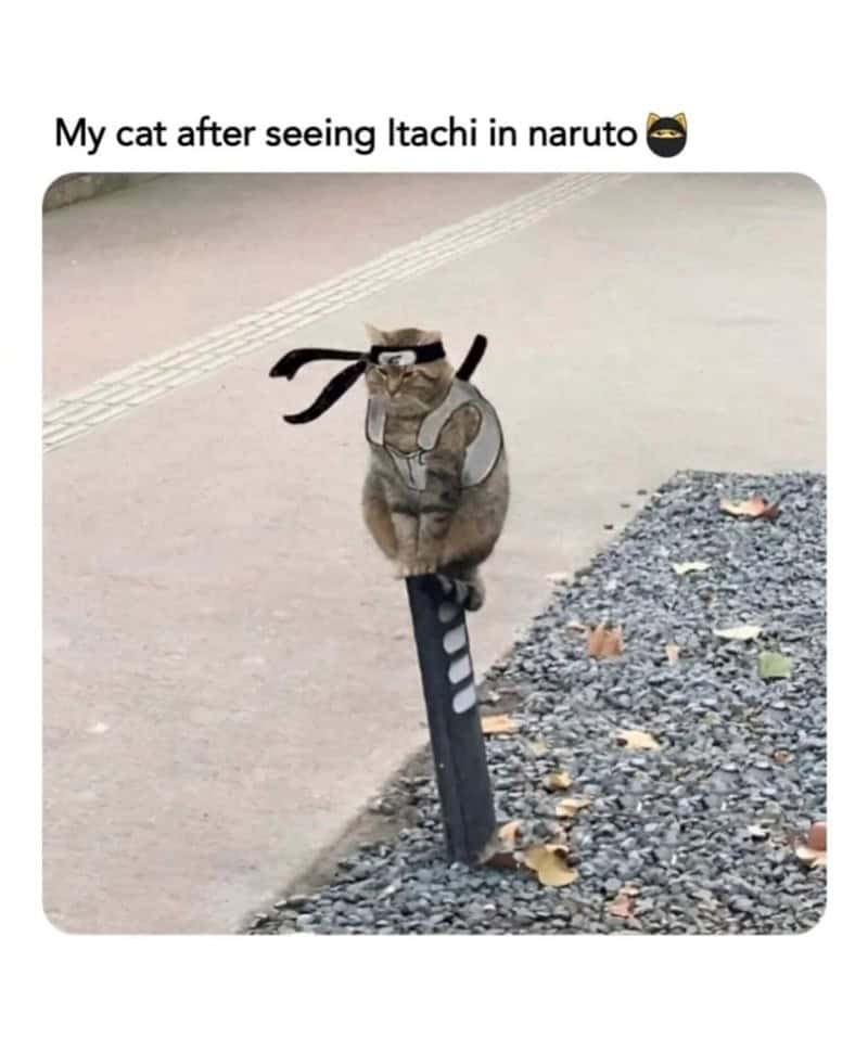 anime memes, otaku memes, anime humor, manga jokes, weeb memes, anime comedy, manga humor