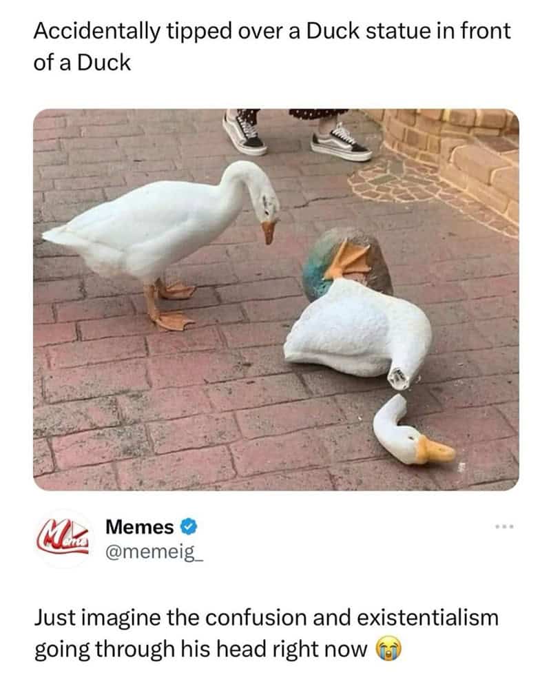 bird memes, birb memes, birdwatcher memes, bird jokes, avian humor, feathered memes, ornithological humor, bird-themed jokes