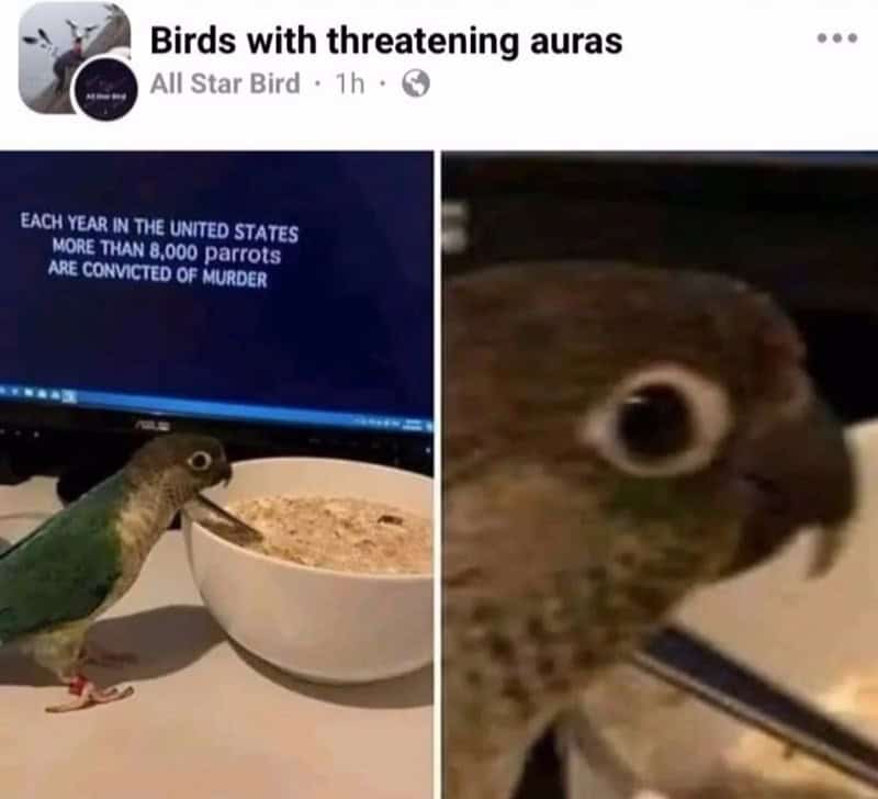 bird memes, birb memes, birdwatcher memes, bird jokes, avian humor, feathered memes, ornithological humor, bird-themed jokes