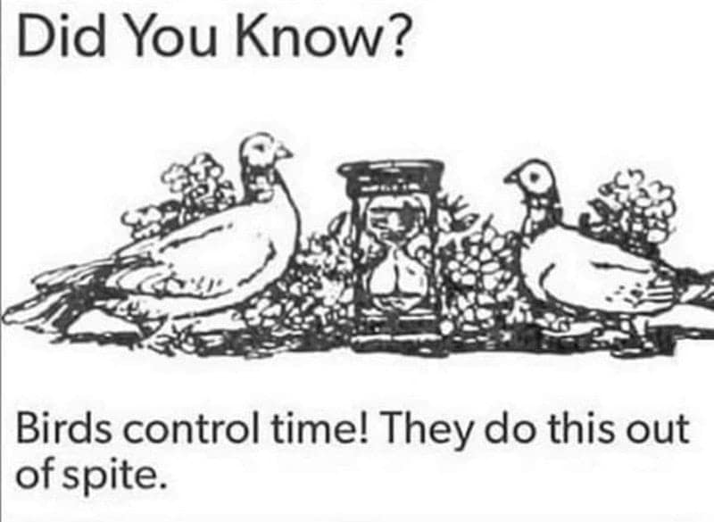 bird memes, birb memes, birdwatcher memes, bird jokes, avian humor, feathered memes, ornithological humor, bird-themed jokes
