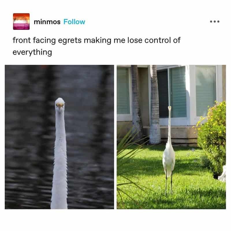 bird memes, birb memes, birdwatcher memes, bird jokes, avian humor, feathered memes, ornithological humor, bird-themed jokes