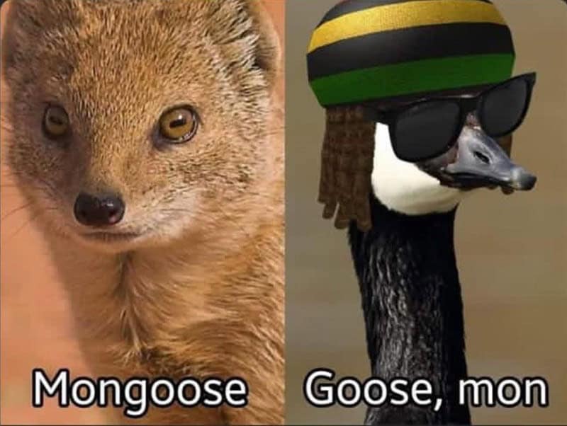 bird memes, birb memes, birdwatcher memes, bird jokes, avian humor, feathered memes, ornithological humor, bird-themed jokes