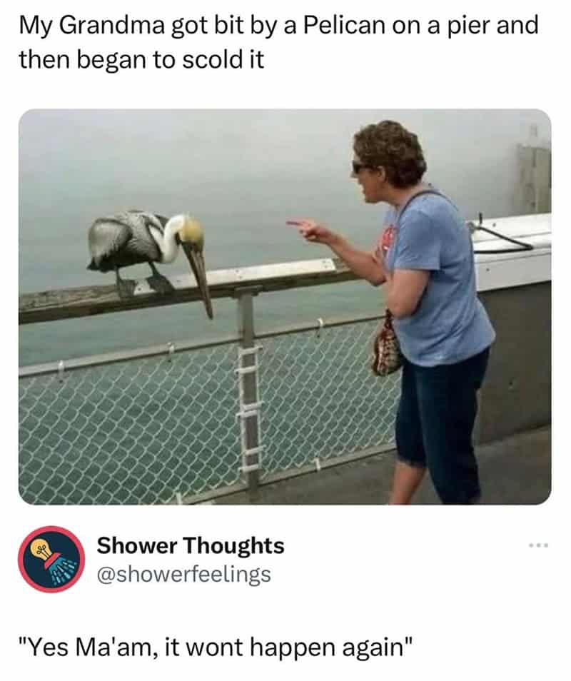 bird memes, birb memes, birdwatcher memes, bird jokes, avian humor, feathered memes, ornithological humor, bird-themed jokes