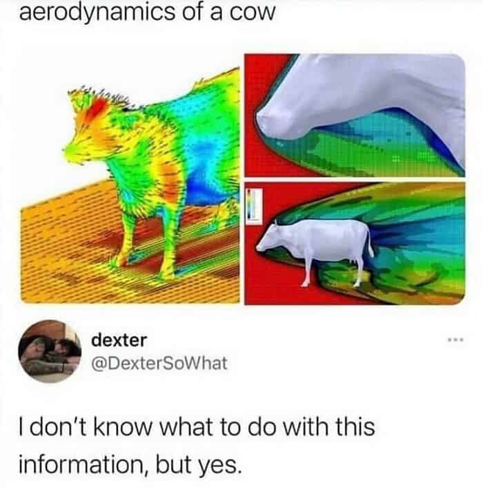 aerodynamics of a cow