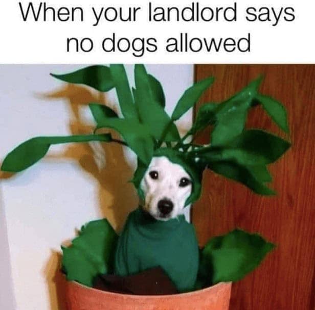landlord memes, renter memes, funny landlord memes, tenant memes, rent memes, tenant humor, rent struggle memes, renting jokes, housing memes, tenant woes, rental jokes