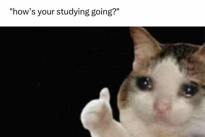 "how's your studying going?"