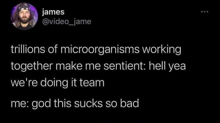 meme dump, funny memes, hilarious memes, weekly memes, Sunday meme madness, laugh break memes, meme collection, meme roundup, meme bonanza