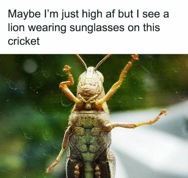 meme dump, funny memes, hilarious memes, meme collection, laughter compilation, humor dump