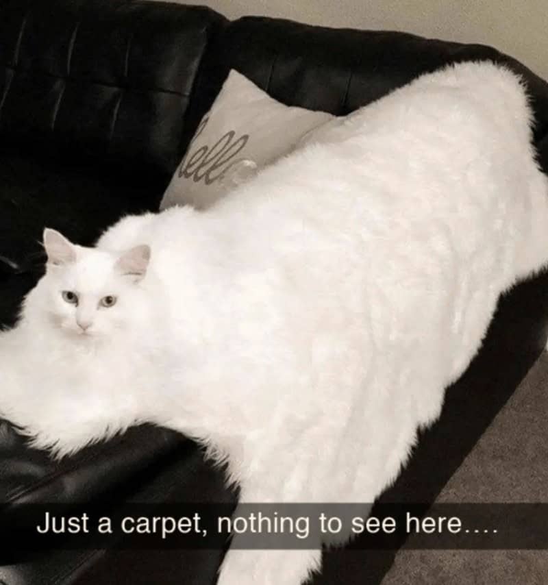 Just a carpet, nothing to see here....