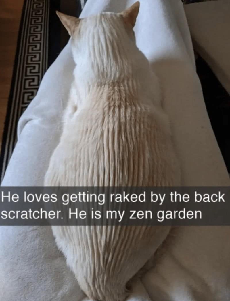 He loves getting raked by the back scratcher. He is my zen garden