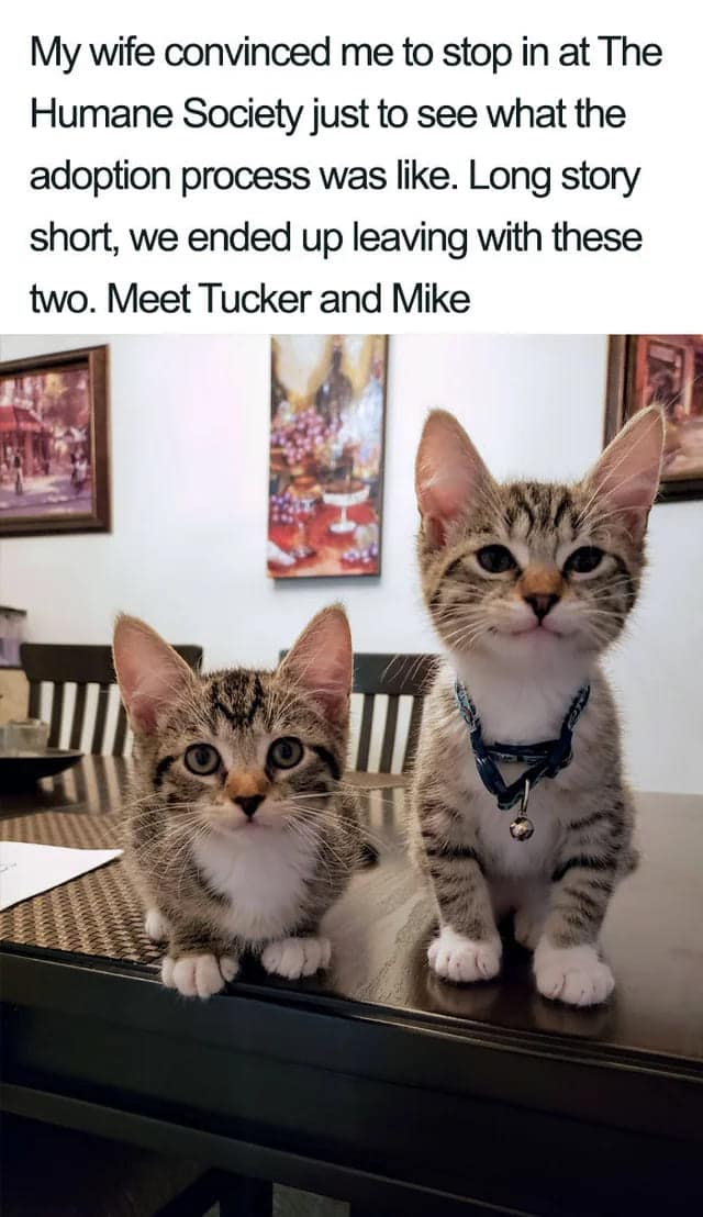 My wife convinced me to stop in at The Humane Society just to see what the adoption process was like. Long story short, we ended up leaving with these two. Meet Tucker and Mike