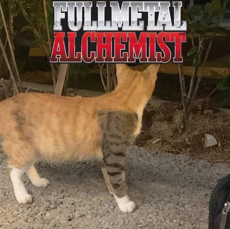 anime memes, otaku memes, anime humor, manga jokes, weeb memes, anime comedy, manga humor