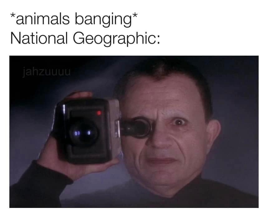 classic memes, vintage memes, viral tweets, timeless chuckles, nostalgia memes