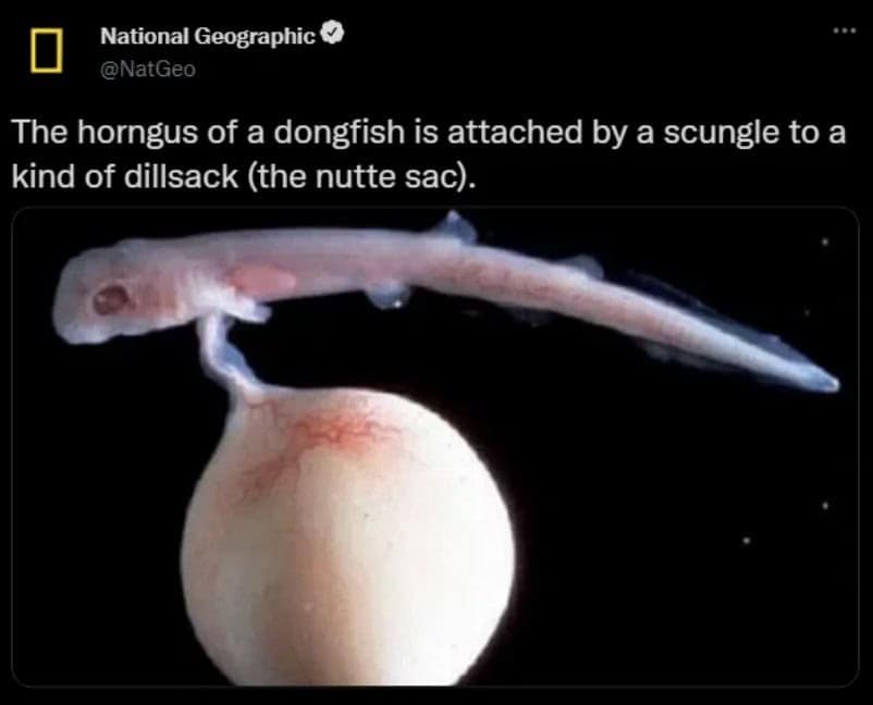 The horngus of a dongfish is attached by a scungle to a kind of dillsack (the nutte sac).