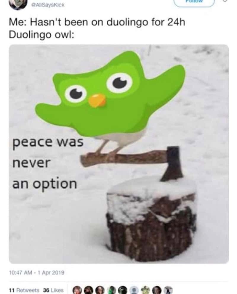 Me: Hasn't been on duolingo for 24h Duolingo owl: peace was never an option