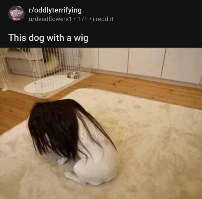 This dog with a wig
