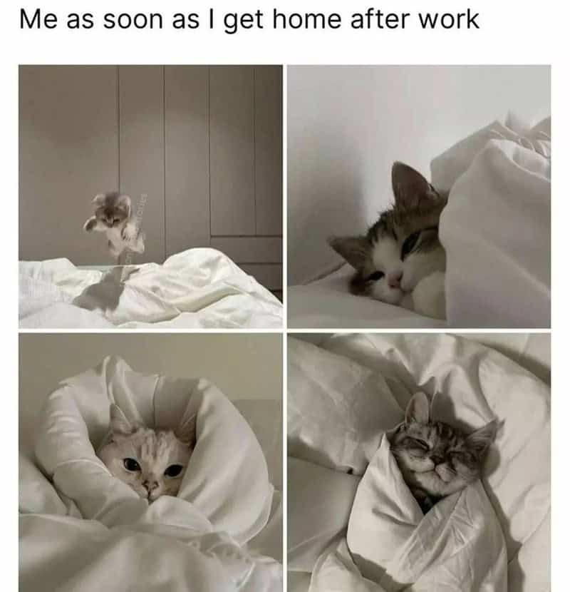 introvert memes, social anxiety memes, Social Anxiety, Introvert Life, Recharge, Socially Awkward, Quiet People, Recharge Energy