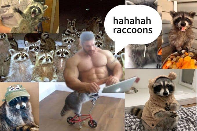 raccoon memes, trash panda memes, funny raccoon memes, cute raccoon memes, hilarious raccoon memes