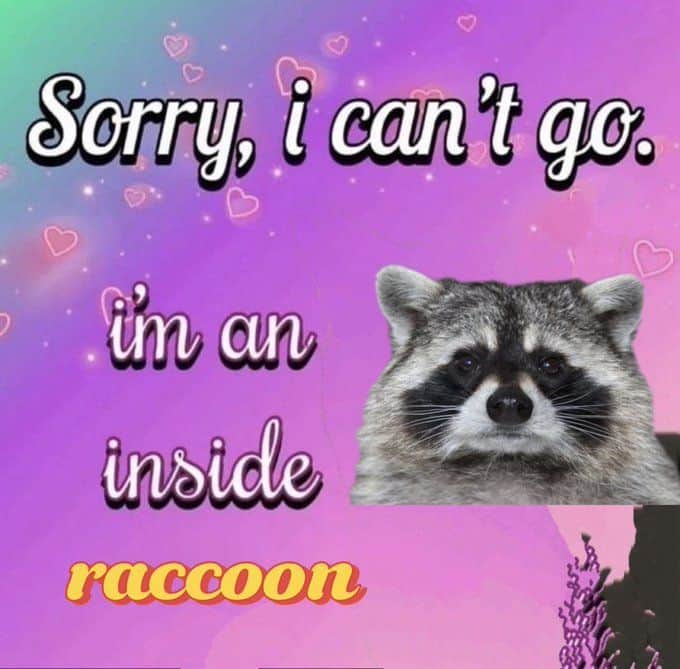 raccoon memes, trash panda memes, funny raccoon memes, cute raccoon memes, hilarious raccoon memes
