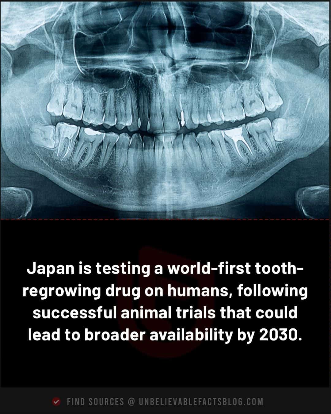 Japan is testing a world-first tooth-regrowing drug on humans, following successful animal trials that could lead to broader availability by 2030.