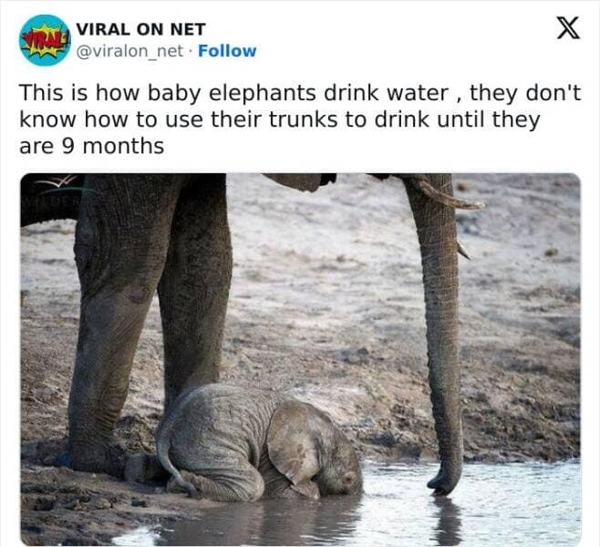 animal memes, pet memes, funny animal pictures, hilarious pet moments, animal jokes, pet humor, funny animal memes