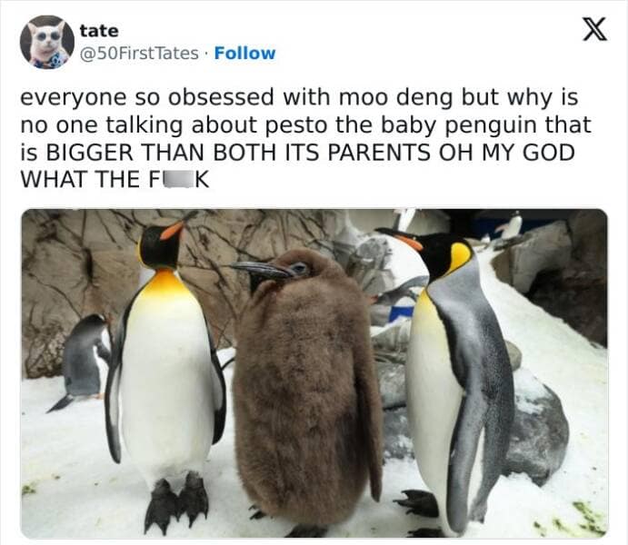 animal memes, pet memes, funny animal pictures, hilarious pet moments, animal jokes, pet humor, funny animal memes