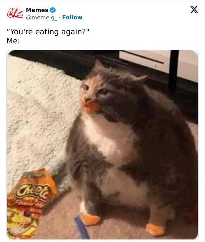 animal memes, pet memes, funny animal pictures, hilarious pet moments, animal jokes, pet humor, funny animal memes